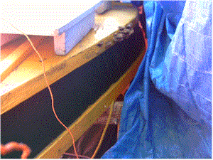 Tree fungus on the chines